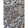 Xinjiang Origin by Owned Factory bulk cheap sunflower seeds for human consumption